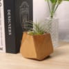 Plant on wooden vase